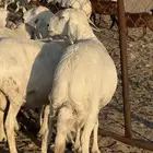 ضان حرش دفيع