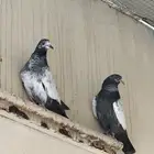 طبات حمام باكستاني طيار ( طيور توب )