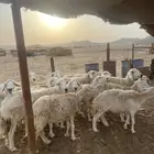 للبيع ضان مقاني مراح