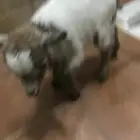 ماعز قزم عمره حدود شهر