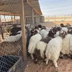 ذبائح نعيمي ذبايح حري ذبح وتوصيل