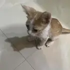 قطه صغيره مرميه للتبني