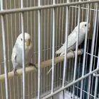 بادجي العمر 4 اشهر