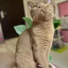 قط British shorthair