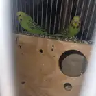 بادجي انقليزي