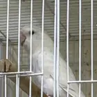 Rose Albino with one chick