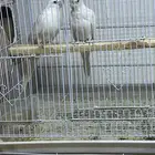 زوج كروان البينو عيون حمراء