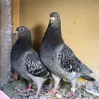 للبيع ست اجواز زاجل سوبر جامبو ومنتجه