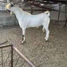 للبيع فحل بيشي صنف