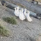 بط بكيني