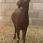 تيس ادهم للبيع
