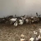 فروخ بلدي