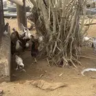 فروخ دجاج العمر 3شهور ونصف