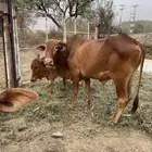 ثور