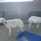 شياه خلفات ودفيع