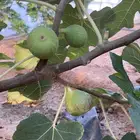 عقل تين