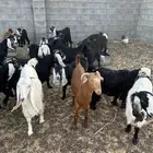 معزى العدد 21