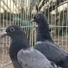 للبيع حمام باكستاني