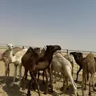 حشوان اعمارهم 10 شهور للبيع
