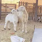 نعجه صفرا حلسا كفو عليها خروف