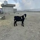 ماعز