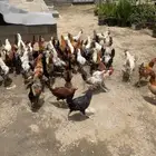 ديكه بلدي