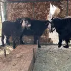 ثلاثة تيوس عوارض