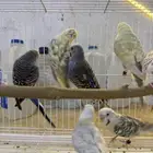 أزواج بادجي فالو