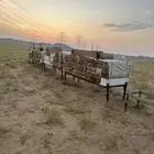 نحل عربي للبيع