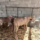 تيس وعنز