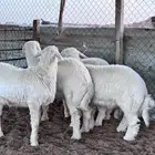 ذبايح البيع