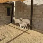 حرية معها طلي