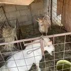 تيوس قزمي فحول ثنين