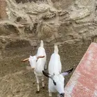 عنوق للبيع