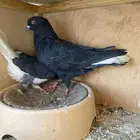 ذكر قطيفي شرط الطيران