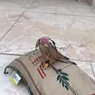 طير باشق للبيع