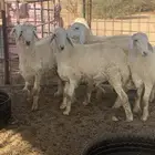 طليان حريه