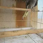انثى بكستانيه