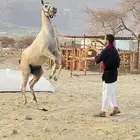 خيل شعبي للبيع