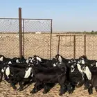 جفار عوارض طيبه