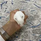 هامستر أنثى السعر 100