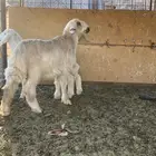 طليان للبيع