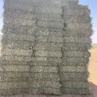 برسيم مخلوط