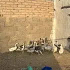 وز .