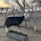 شاه نجديه خصم