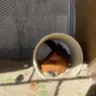 امهات فروخ وحده معها 8 وثانيه معها 4 وباقي بيض مافقس