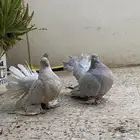 حمام رقاص امريكي
