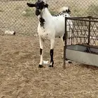 مشروع فحل امرخ بابوري من إنتاج الفحل طويق (تم البيع)