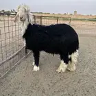 طلي نجدي للبيع