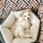 كلب مالتيبو ميني